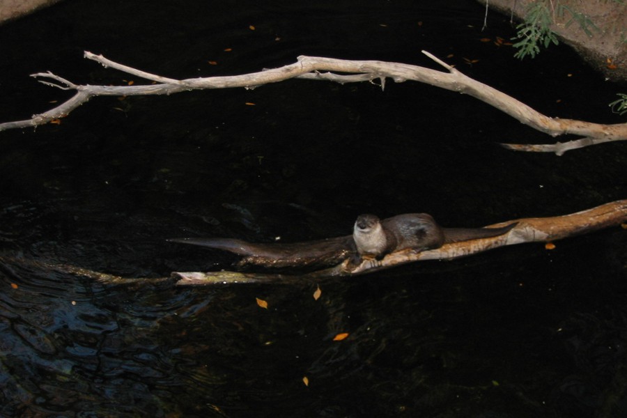 ../image/otter 2.jpg